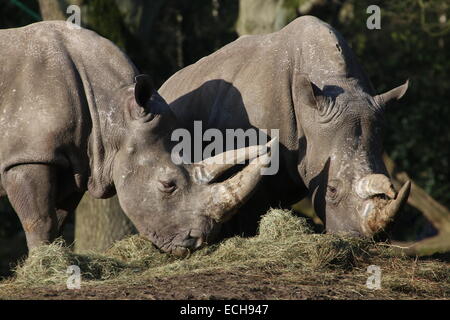Zwei afrikanische weiße Rhinos (Rhinoceros Ceratotherium Simum) - close-up der Kopf und zwei Hörner Stockfoto