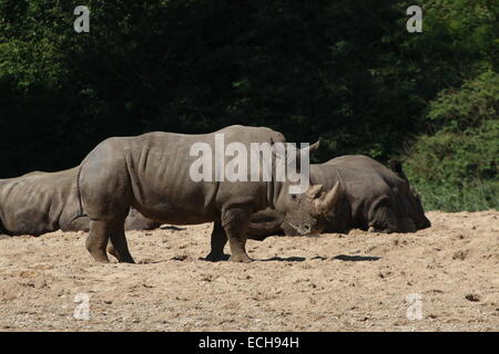 Gruppe der afrikanischen weiße Nashorn (Rhinoceros Ceratotherium Simum) im Ruhezustand Stockfoto