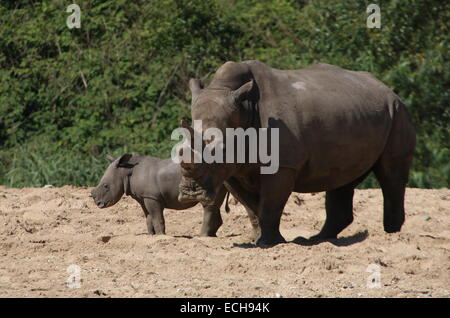 Afrikanische weiße Nashorn (Rhinoceros Ceratotherium Simum) Mutter mit ihrem jungen Stockfoto