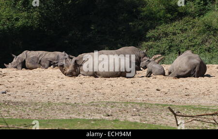 Familie der afrikanischen südliche weiße Rhinos (Rhinoceros Ceratotherium Simum) ruht in der Sonne Stockfoto