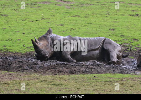 Afrikanische weiße Nashorn (Rhinoceros Ceratotherium Simum) schwelgen in ein Schlammbad Stockfoto