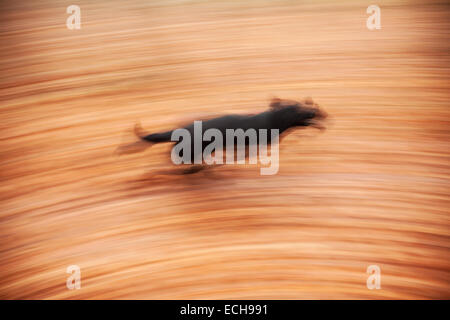 Bewegung verwischt laufender Hund im herbstlichen Park. Stockfoto