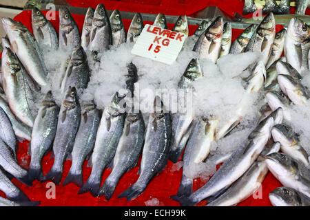 Seebarsch Fisch in Eis auf einem Marktstand in Istanbul, Türkei Stockfoto