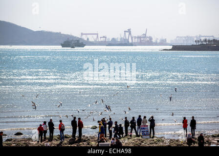 Touristen, die Fütterung Möwen am Strand von Qingdao-Hafen Stockfoto