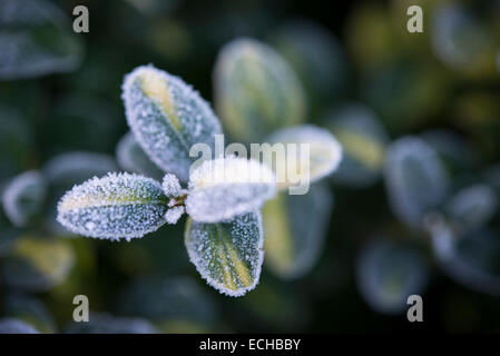 Tipps von einem bunten Kasten (Buxus) Strauch an einem kalten Wintermorgen in einem englischen Garten bereift. Stockfoto