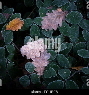 Bramble verlässt mit gefallenen Eichenlaub umrandet in Frost. Eine natürliche abstraktes Bild. Stockfoto