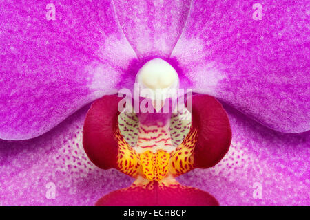 Nachtfalter-Orchidee (Phalaenopsis Sorte) Stockfoto