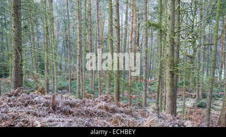 Wald-Kiefern im Winter. WInter-Farbe in den Bäumen und mattierte Bracken unter. Aufgenommen in Erncroft Wald, Compstall. Stockfoto