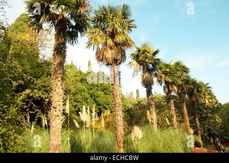 Palm-Bäume-Linie. Stockfoto