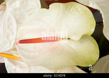 Mauritius, Mahebourg, weißen Anthurium Blumen außerhalb Blumengeschäft angezeigt Stockfoto