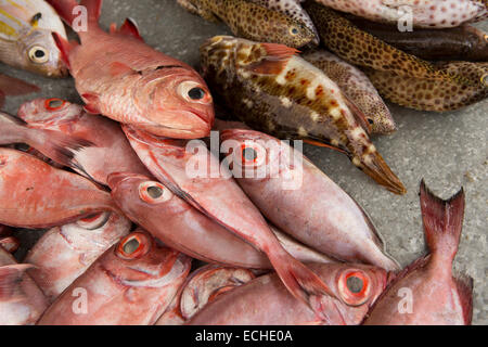 Mauritius, Mahebourg, frisch gefangen Riff Fische Red snapper auf am Straßenrand stall Stockfoto