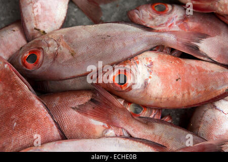 Mauritius, Mahebourg, frisch gefangen Riff Fische Red snapper auf am Straßenrand stall Stockfoto