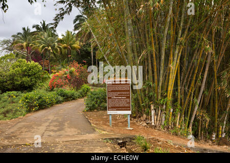 Mauritius, Mahebourg, großen Bambus in Biscuiterie Rault Maniok Tapioka Biscuit Factory Garten Stockfoto