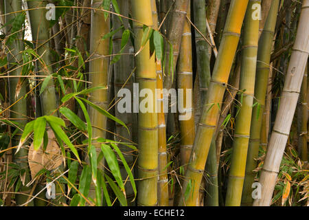 Mauritius, Mahebourg, großen Bambus in Biscuiterie Rault Maniok Tapioka Biscuit Factory Garten Stockfoto