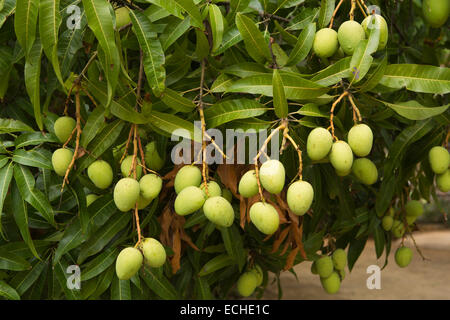 Mauritius, Mahebourg, Biscuiterie Rault Maniok Biscuit Factory, Mangos Reifen am Baum Stockfoto