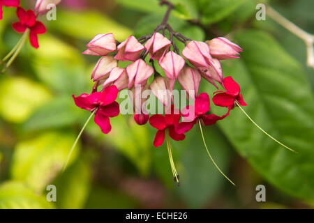 Mau373Mauritius, Mahebourg, Keksfabrik Garten, bunte tropische Blumen Stockfoto