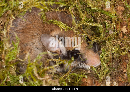 Garten-Siebenschläfer, Garten-Siebenschläfer, Baum-Höhle, Höhle, Gartenschläfer, Garten-Schläfer, Baumhöhle, Nest, Eliomys Quercinus, Lérot Stockfoto