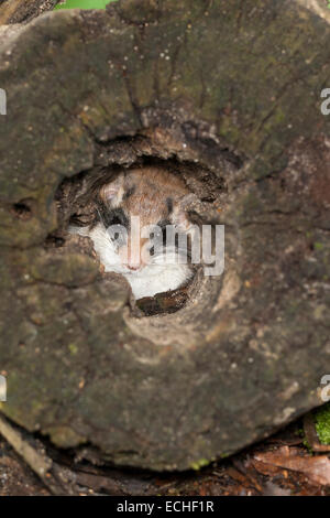 Garten-Siebenschläfer, Garten-Siebenschläfer, Baum-Höhle, Höhle, Gartenschläfer, Garten-Schläfer, Baumhöhle, Nest, Eliomys Quercinus, Lérot Stockfoto