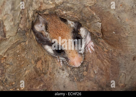 Garten-Siebenschläfer, Garten-Siebenschläfer, Baum-Höhle, Höhle, Gartenschläfer, Garten-Schläfer, Baumhöhle, Nest, Eliomys Quercinus, Lérot Stockfoto