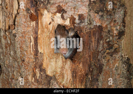 Garten-Siebenschläfer, Garten-Siebenschläfer, Baum-Höhle, Höhle, Gartenschläfer, Garten-Schläfer, Baumhöhle, Nest, Eliomys Quercinus, Lérot Stockfoto