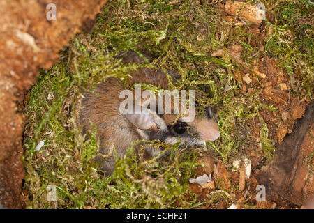 Garten-Siebenschläfer, Garten-Siebenschläfer, Baum-Höhle, Höhle, Gartenschläfer, Garten-Schläfer, Baumhöhle, Nest, Eliomys Quercinus, Lérot Stockfoto