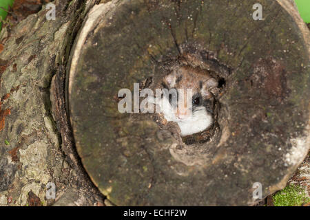 Garten-Siebenschläfer, Garten-Siebenschläfer, Baum-Höhle, Höhle, Gartenschläfer, Garten-Schläfer, Baumhöhle, Nest, Eliomys Quercinus, Lérot Stockfoto