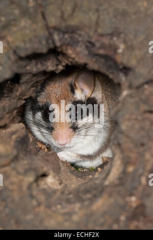 Garten-Siebenschläfer, Garten-Siebenschläfer, Baum-Höhle, Höhle, Gartenschläfer, Garten-Schläfer, Baumhöhle, Nest, Eliomys Quercinus, Lérot Stockfoto