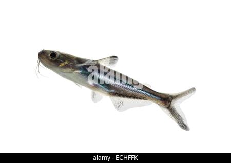 tropische Fische Pangasius Hypophthalmus auf weißem Hintergrund Stockfoto