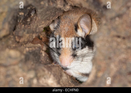 Garten-Siebenschläfer, Garten-Siebenschläfer, Baum-Höhle, Höhle, Gartenschläfer, Garten-Schläfer, Baumhöhle, Nest, Eliomys Quercinus, Lérot Stockfoto