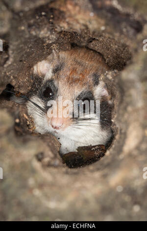 Garten-Siebenschläfer, Garten-Siebenschläfer, Baum-Höhle, Höhle, Gartenschläfer, Garten-Schläfer, Baumhöhle, Nest, Eliomys Quercinus, Lérot Stockfoto