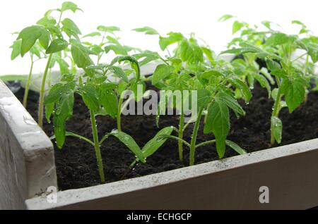 junge Tomaten Sämling auf weißem Hintergrund Stockfoto