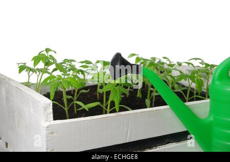 junge Tomaten Sämling auf weißem Hintergrund Stockfoto