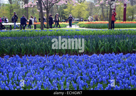 Menschen wandern, schauen und Fotografieren im Keukenhof Garten Holland Stockfoto