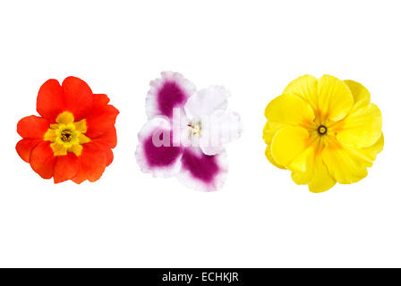 verschiedene Farbe Blumen isoliert auf weiss Stockfoto
