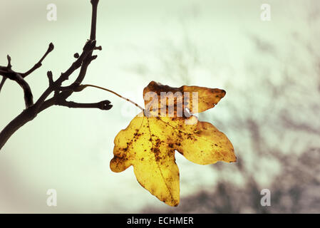 Das letzte Blatt des Herbstes vor einem nebligen Hintergrund mit angewandter Lomo-Effekt Stockfoto