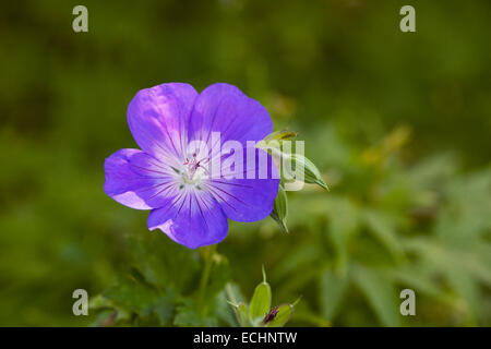 Blaue Blumen winterharte Geranie Stockfoto