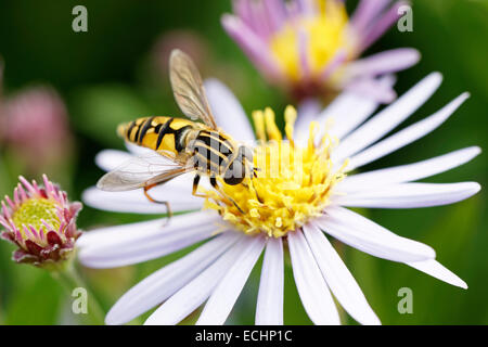 Helophilus Trivittatus (Drohne fliegen oder Hoverfly) auf eine Blüte von Aster Macrophyllus 'Twilight' (gemeinsame Name Bergaster) Stockfoto