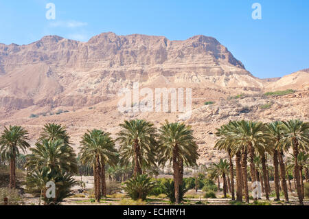 Ein Gedi Bäume Palmenhain, Israel Stockfoto