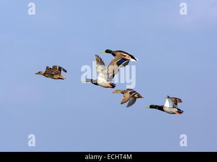 Stockente Anas Platyrhynchos fliegen, Stockfoto