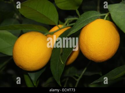 Filiale Orangenbaum Früchte und Blätter Stockfoto