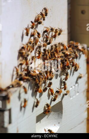 Bienen versammelt sich eine Schar Box unter einem Feld von Raps in der Nähe von New Norcia, Western Australia. Stockfoto