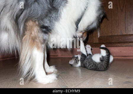 Katze und Hund in Kontakt zu treten. Stockfoto