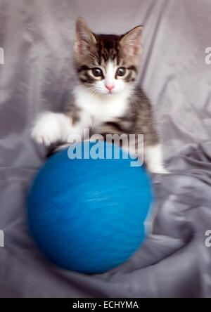 Graue Tiger Tabby Kitten mit blauen Ball. Stockfoto