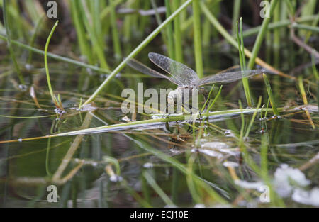 Australische Kaiser Libelle Hemianax Papuensis Hinterlegung Eiern Stockfoto