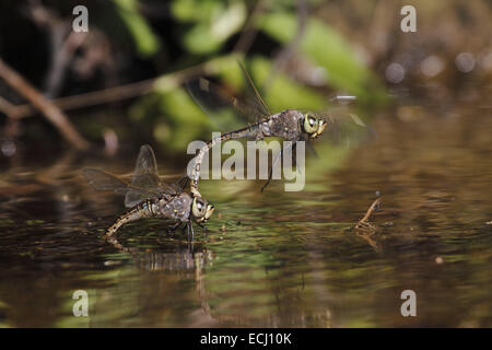 Australische Kaiser Libelle Hemianax Papuensis zu koppeln, Paarung und Hinterlegung von Eiern Stockfoto