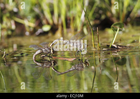 Australische Kaiser Libelle Hemianax Papuensis zu koppeln, Paarung und Hinterlegung von Eiern Stockfoto