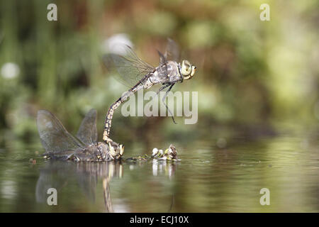 Australische Kaiser Libelle Hemianax Papuensis zu koppeln, Paarung und Hinterlegung von Eiern Stockfoto