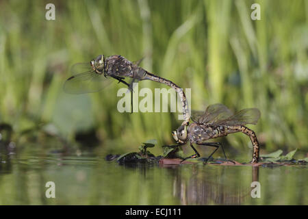 Australische Kaiser Libelle Hemianax Papuensis zu koppeln, Paarung und Hinterlegung von Eiern Stockfoto