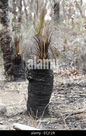 schwarzer Junge Gum Xanthorrhoea nach Brand Stockfoto