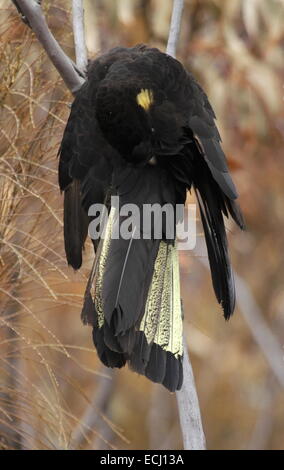 Yellow-tailed black Cockatoo, einzelne Calyptorhynchus Funereus weibliche thront Pflege Stockfoto